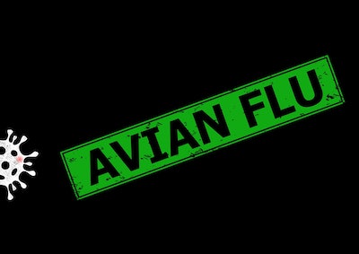 Avian Flu Green