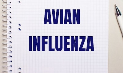 Avian Flu Notebook