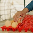Eggs cool more uniformly and have more stability in plastic trays, in comparison to paper trays.