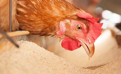 Building the base: What’s your broiler vaccine strategy?