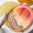 Salmonella Bacteria In Petri Dish 2