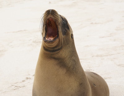 South American sea lion