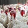 Vaccination programs for Salmonella in turkeys need to evolve for the industry to further reduce prevalence in turkey products and prevent future outbreaks.
