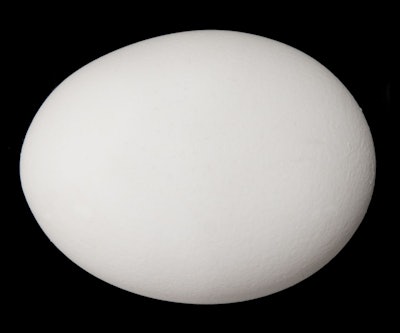 White Egg Black Bkgrnd